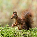Red squirrels